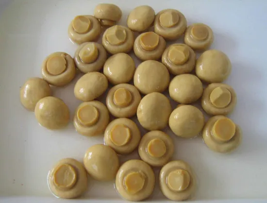 Salted Champignon Mushroom in Drum