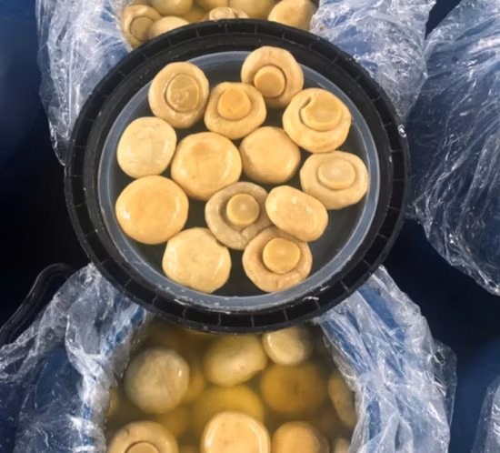 Salted Champignon Mushroom in Drum