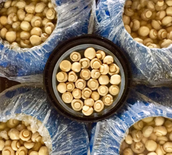 Salted Champignon Mushroom in Drum