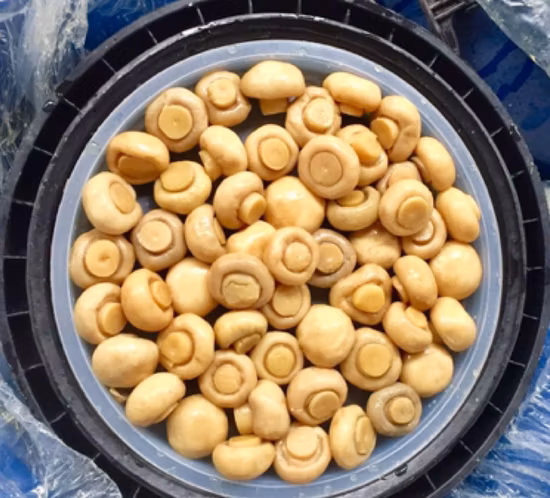 Salted Champignon Mushroom in Drum