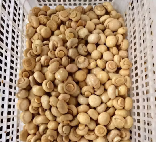 Salted Champignon Mushroom in Drum