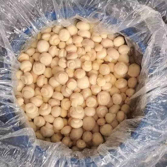 Seta Champiñón Entera en So2 Pack en Tambor